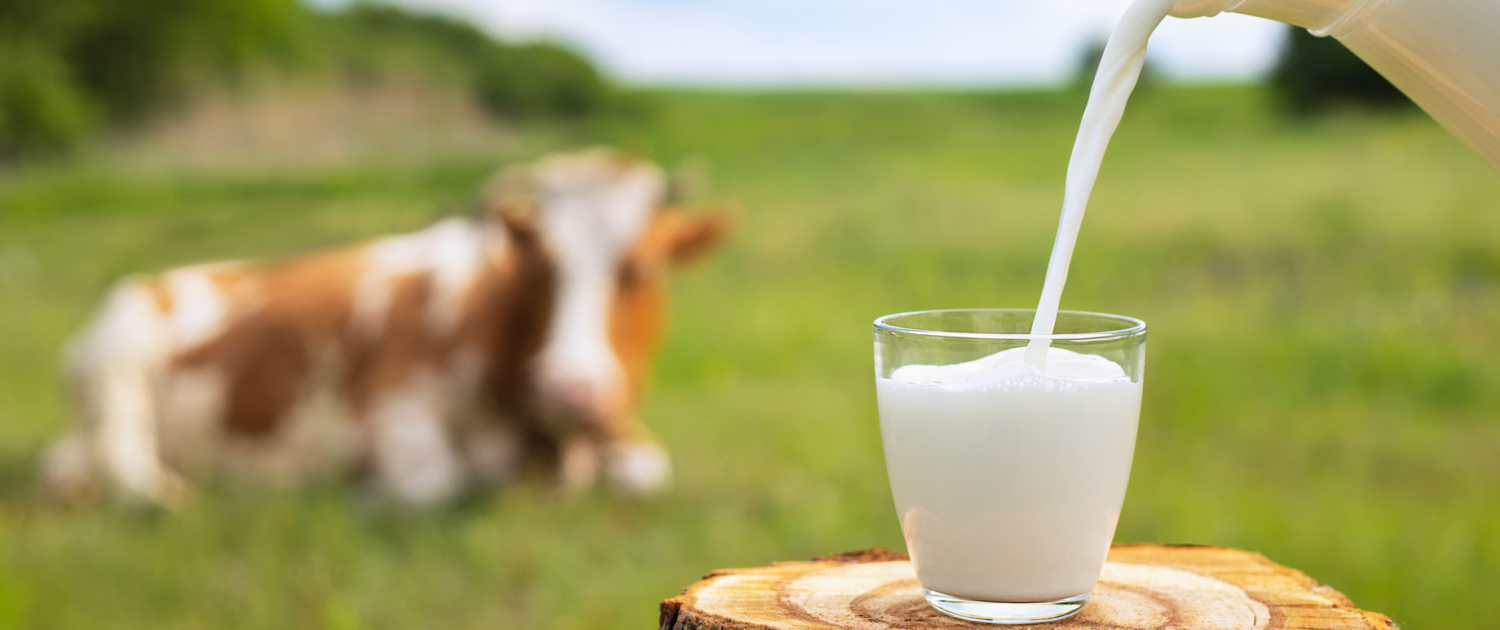 Ingredients für die Milchverarbeitung Ingredients für die Milchverarbeitung